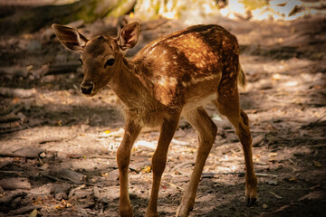 Young deer standing in forest sunlight, wildlife nature photography