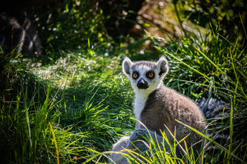 Ring tailed lemur sitting in green grass, exotic wildlife photography