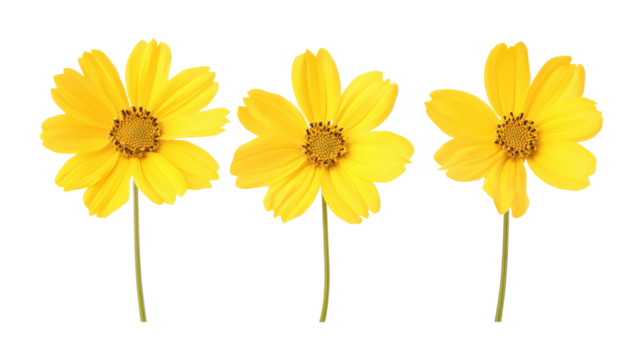 Three yellow daisy flowers isolated on a transparent background