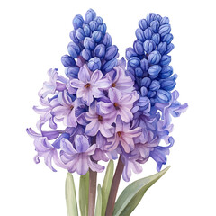 watercolor of Hyacinth Flower, vector, isolated on a white background.