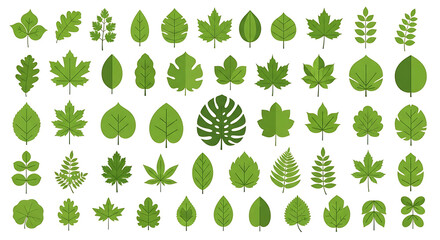 Fototapeta premium Green leaves big vector collection - Set of graphical elements with various leaf designs in different shapes and sizes. Flat design with white background