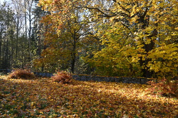 A serene autumn park bathed in golden sunlight