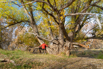 senior make hiker in his 70s with trekking poles under old narrowleaf cottonwood tree, Colorado fall scenery