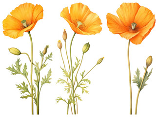 PNG Vibrant botanical poppy illustration, element set on transparent background