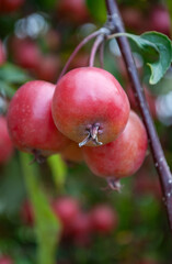 a large harvest of paradise apples on the tree