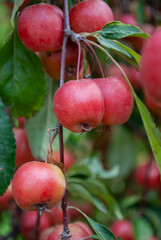 a large harvest of paradise apples on the tree