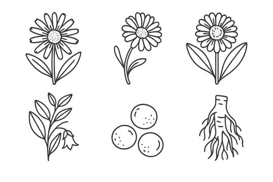 Homeopathic Ingredient Icons. Line style icons of natural ingredients for homeopathy: arnica flower, chamomile, calendula,