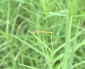 dragonfly on grass