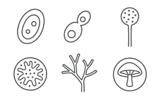 Line Style Mycology Icons. Line style icons of microbiology: yeast cell, budding yeast icon, fungal spore, hyphae structure, mold