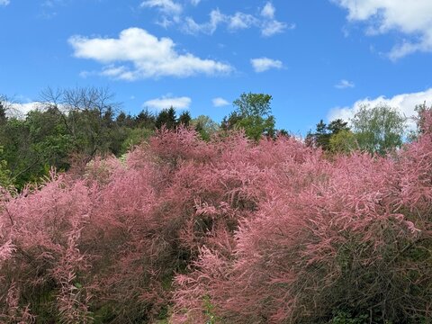 Tamarisk tamarix blossoming shrubs in a spring park.