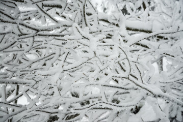 horizontal winter landscape - branches in white