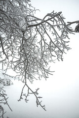 tree branches in the snow - winter