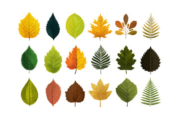 Obraz premium Collection of various autumn leaves showing diverse shapes colors textures natural fall foliage patterns isolated on transparent background