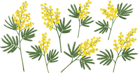 Mimosa flower set, botanical illustration, yellow blossoms, green leaves, floral sprigs, nature vector, spring design, elegant plant clipart