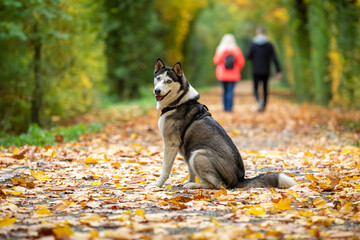 Siberian Husky outdoors, autumn