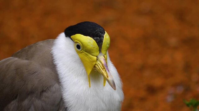 Close up of a masked lapwing bird head looking around