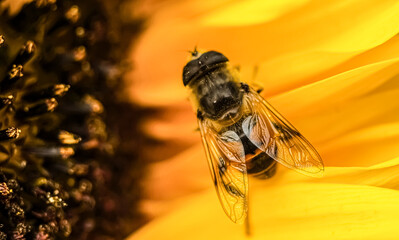 Macro shot of a bee on vibrant yellow sunflower petals with visible pollen, in warm tones. The image has a soft background, clear texture of wings