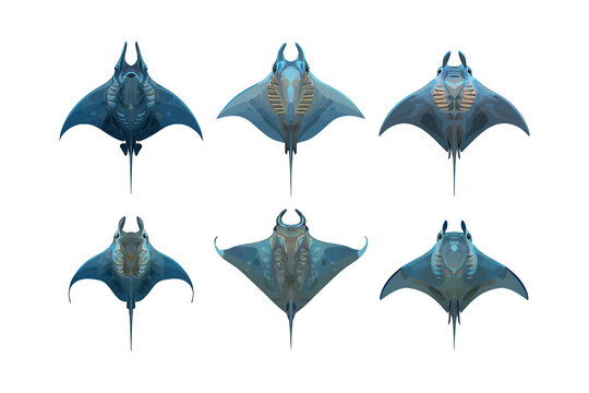 Six majestic manta rays graceful underwater dancers in a stunning aquatic wildlife collection for marine nature themes isolated on transparent background