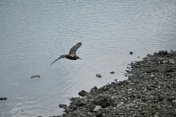 seagull in flight