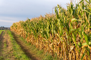 Cornfield in late season growth