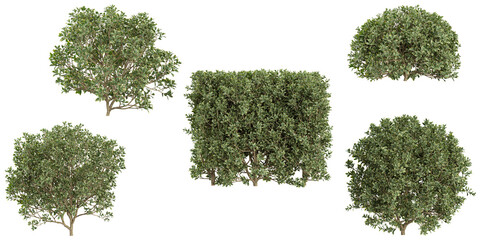 green moss isolated on white background