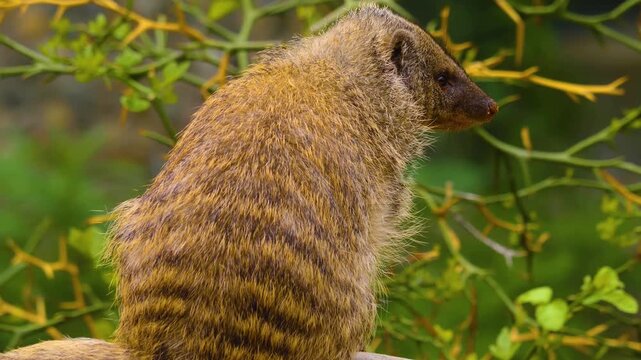 Close up of a mongoose sitting ona rock and looking around ona sunny day