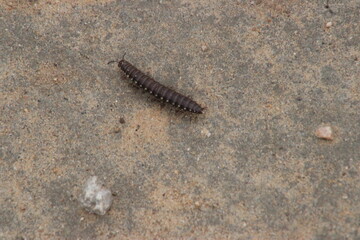 caterpillar on the sand