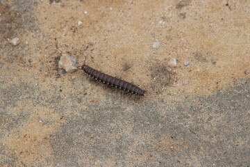 worm on a rock