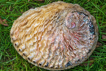 &Auml;u&szlig;ere Schale eines Seeohrs