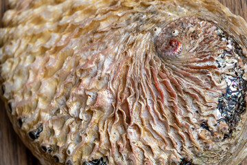 &Auml;u&szlig;ere Schale eines Seeohrs