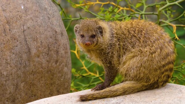 Close up of a mongoose sitting ona rock and looking around ona sunny day