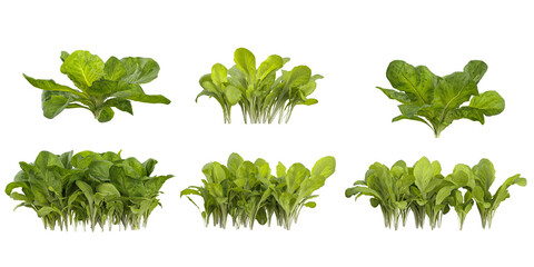 Collection of Lactuca plants on transparent background