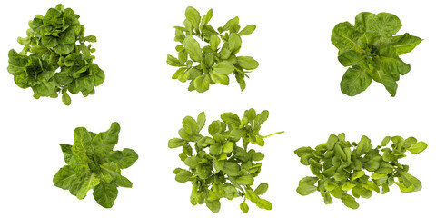 Collection of Lactuca plants on transparent background from the top view