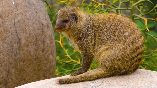Close up of a mongoose sitting ona rock and looking around ona sunny day