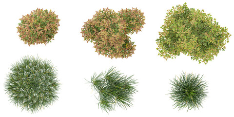 Collection of Ophiopogon,Nandina plants on transparent background from the top view