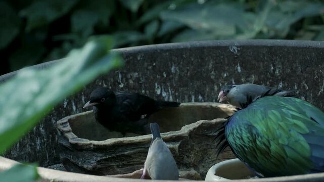 Colorful nicobar pigeon and other birds eating from a feeder