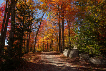 New England Autumn trail © Kelsey Graczyk