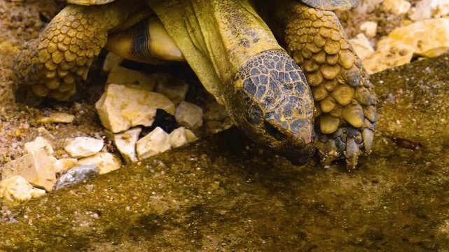 Close up view of land turtles moving around rocks on a sunny day