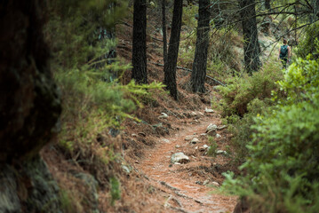 A solitary woman walks deeper into a shady forest path in Ojen, Malaga, surrounded by pine trees and thick undergrowth. Focus on depth, immersion, and escaping urban life.