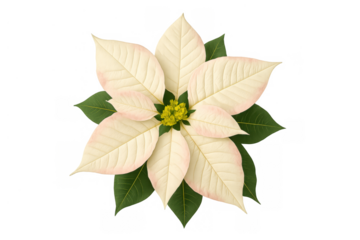 White poinsettia flower blooming, representing christmas holiday season and winter decorative plant, transparent background