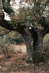 Obraz premium Ancient hollow tree in a quiet autumn forest 