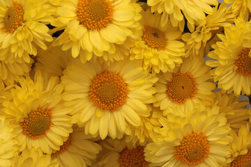 Close-up yellow, orange Flower bud, pestle; stamen, petals. Natural background