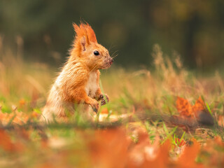 red squirrel or Eurasian red squirrel (Sciurus vulgaris) in autumn forest