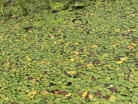 Lampin Media &mdash; Perry Pond Lilly Pads