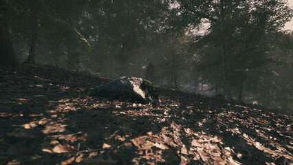 Sunlight gently illuminates a tranquil forest floor covered in leaves. A large rock sits among the foliage while trees provide a serene backdrop. Natures beauty is on display.