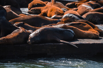 Dozens of California sea lions pack weathered docks at San Francisco Pier 39 as late afternoon light reveals wet dark hides and dry rust tones, with gentle shifting and dozing.