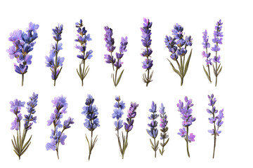Fototapeta premium Collection of purple lavender sprigs with green stems and leaves detailed botanical art against a dark backdrop isolated on transparent background