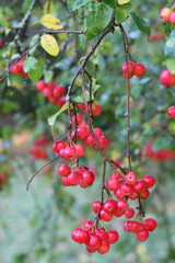 Crab apples on a tree in autumn
