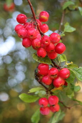 Crab apples on a tree in autumn