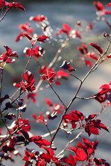 Red physocarpus leaves in sunshine
